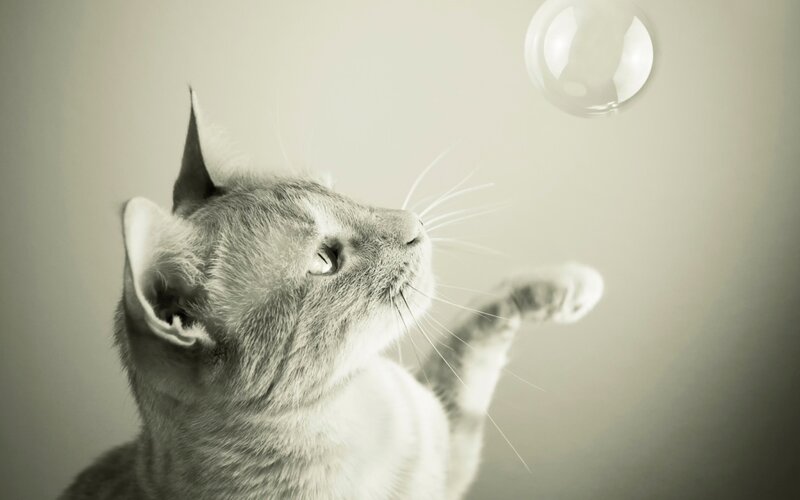 Gray Cat Playing with Bubble — Playful