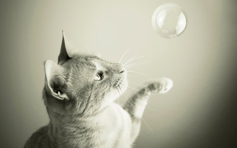 Gray Cat Playing with Bubble