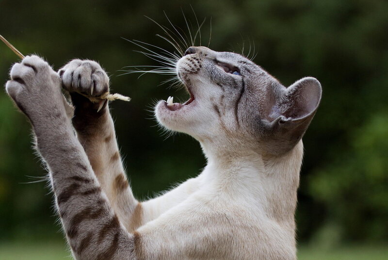 Gray Cat Playing with Stick