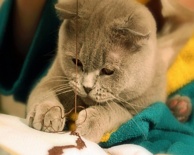 Gray Cat Playing with String — Calm, Photograph, Blanket, Paws