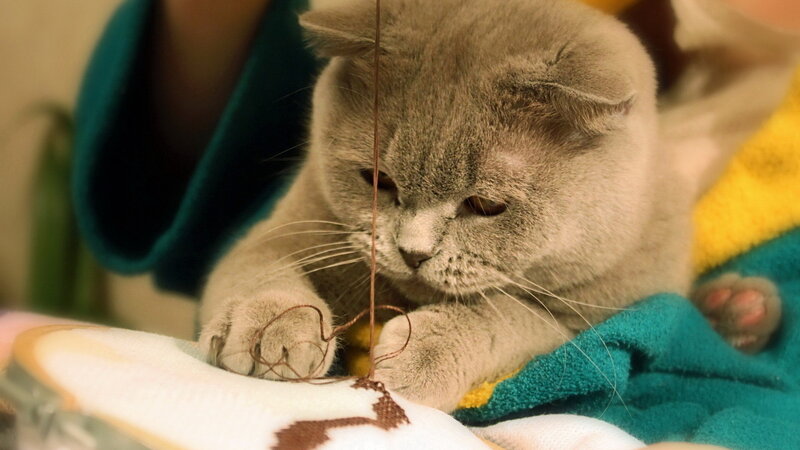 Gray Cat Playing with String — Calm, Photograph, Blanket, Person