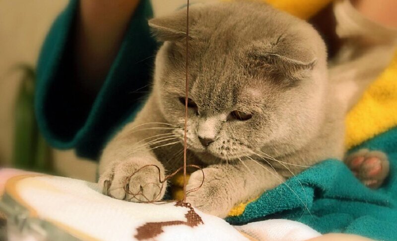 Gray Cat Playing with String — Calm, Photograph, Blanket