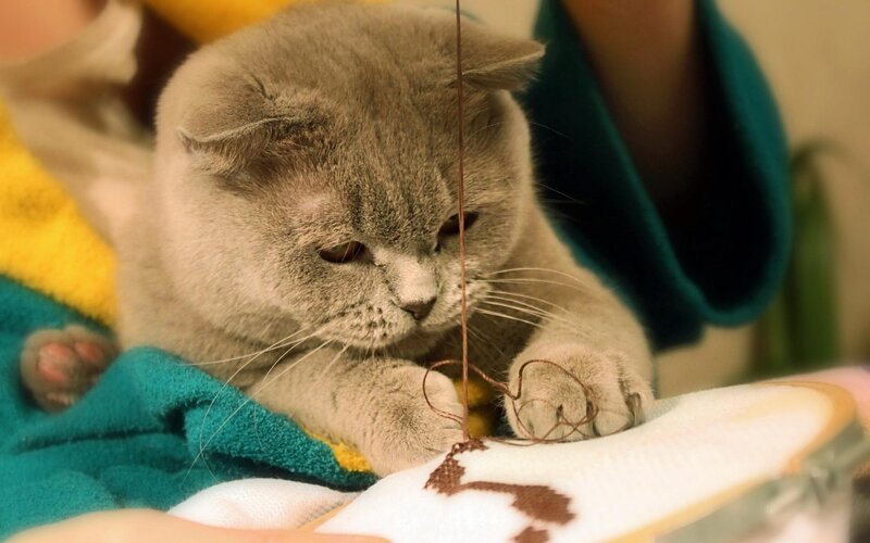 Gray Cat Playing with String — Calm, Photograph, Towel, Person, Teal