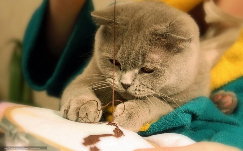Gray Cat Playing with String — Calm, Photograph, Towel