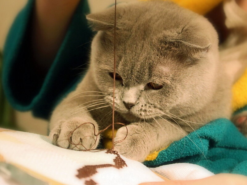 Gray Cat Playing with String — Calm