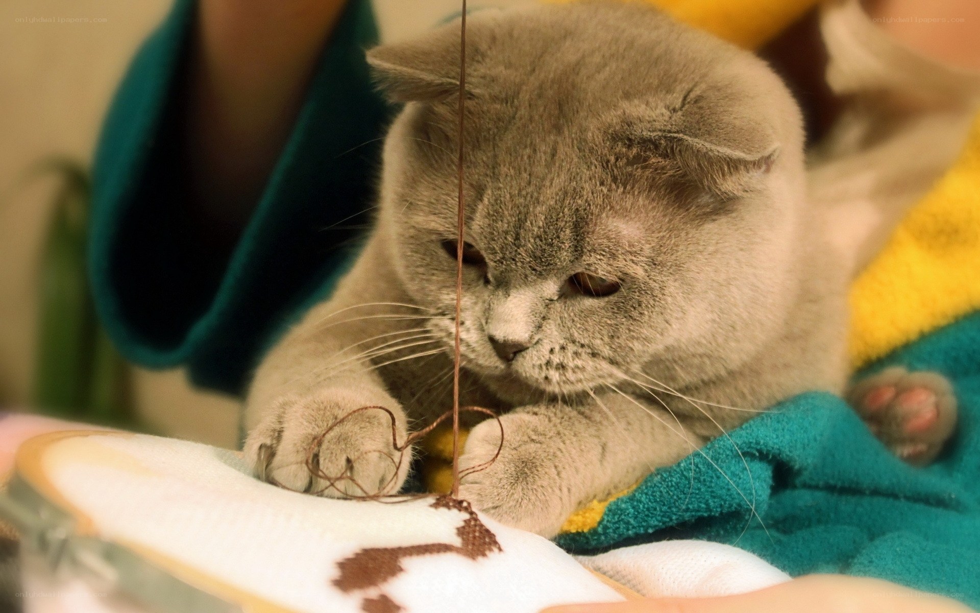 gray cat playing with thread