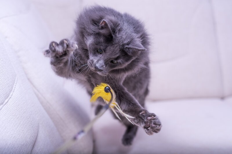 Gray Cat Playing with Toy