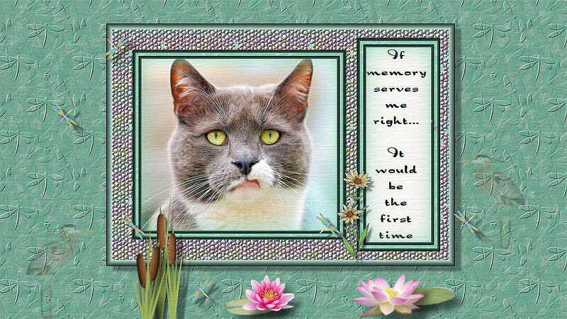 Gray Cat Portrait