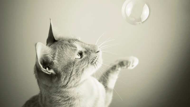 Gray Cat Reaching for Bubble