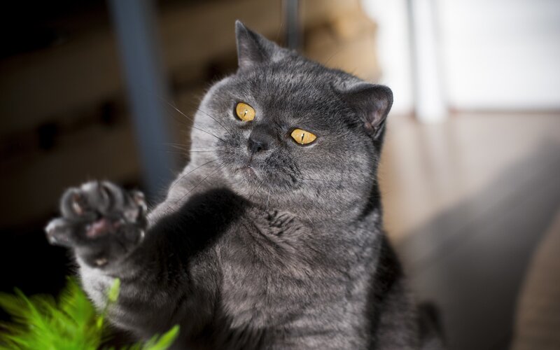 Gray Cat Reaching Forward