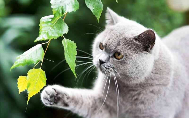 Gray Cat Reaching