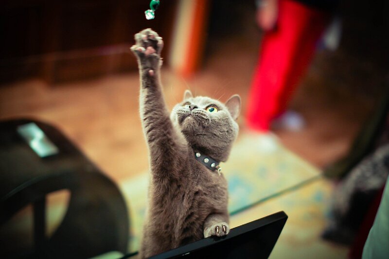 Gray Cat Reaching Up