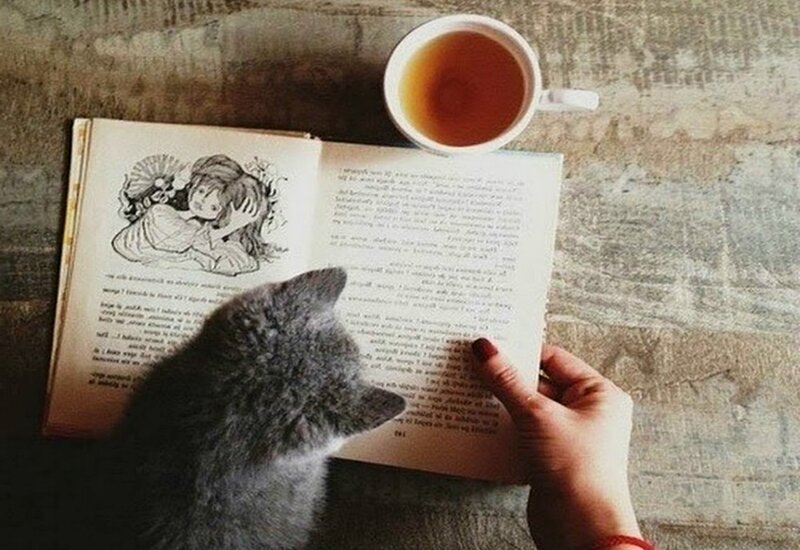 Gray Cat Reading Book