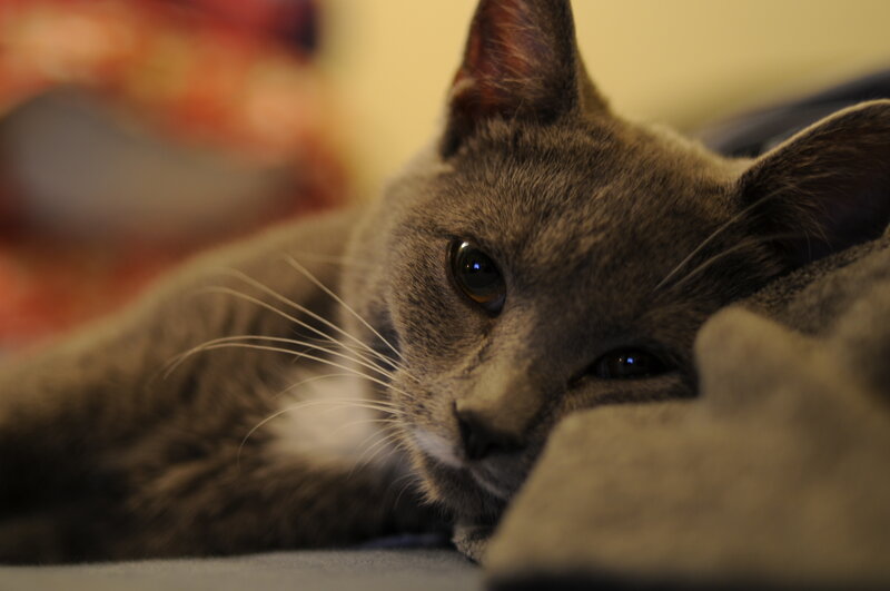Gray Cat Resting — Calm, Photograph