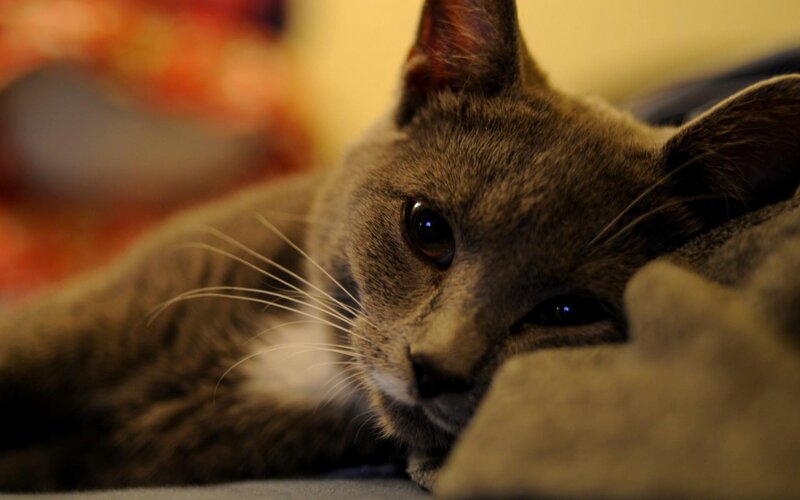 Gray Cat Resting — Calm