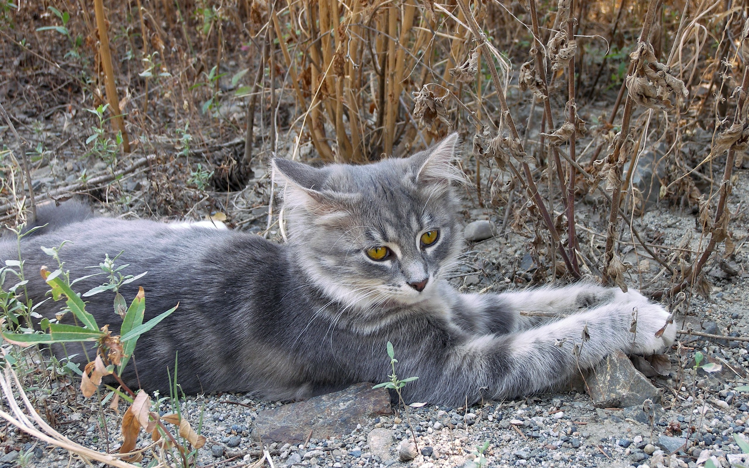 gray cat resting in dry plants