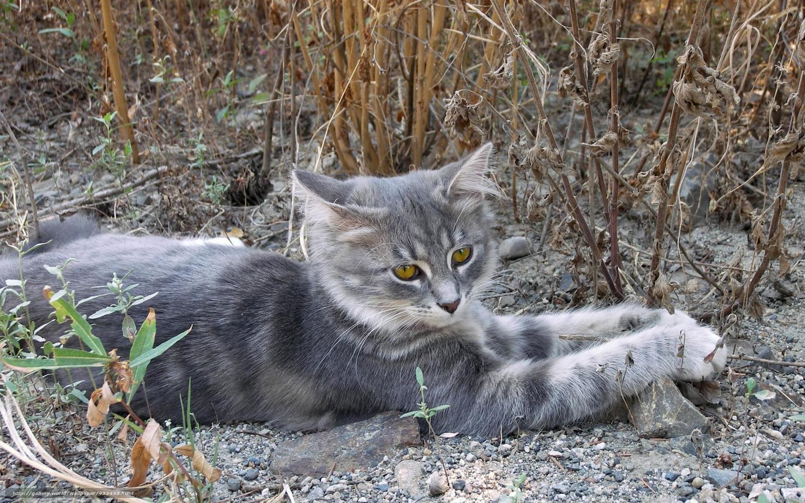 gray cat resting in dry plants