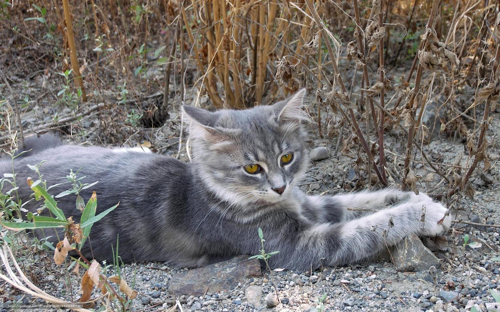 gray cat resting in dry plants