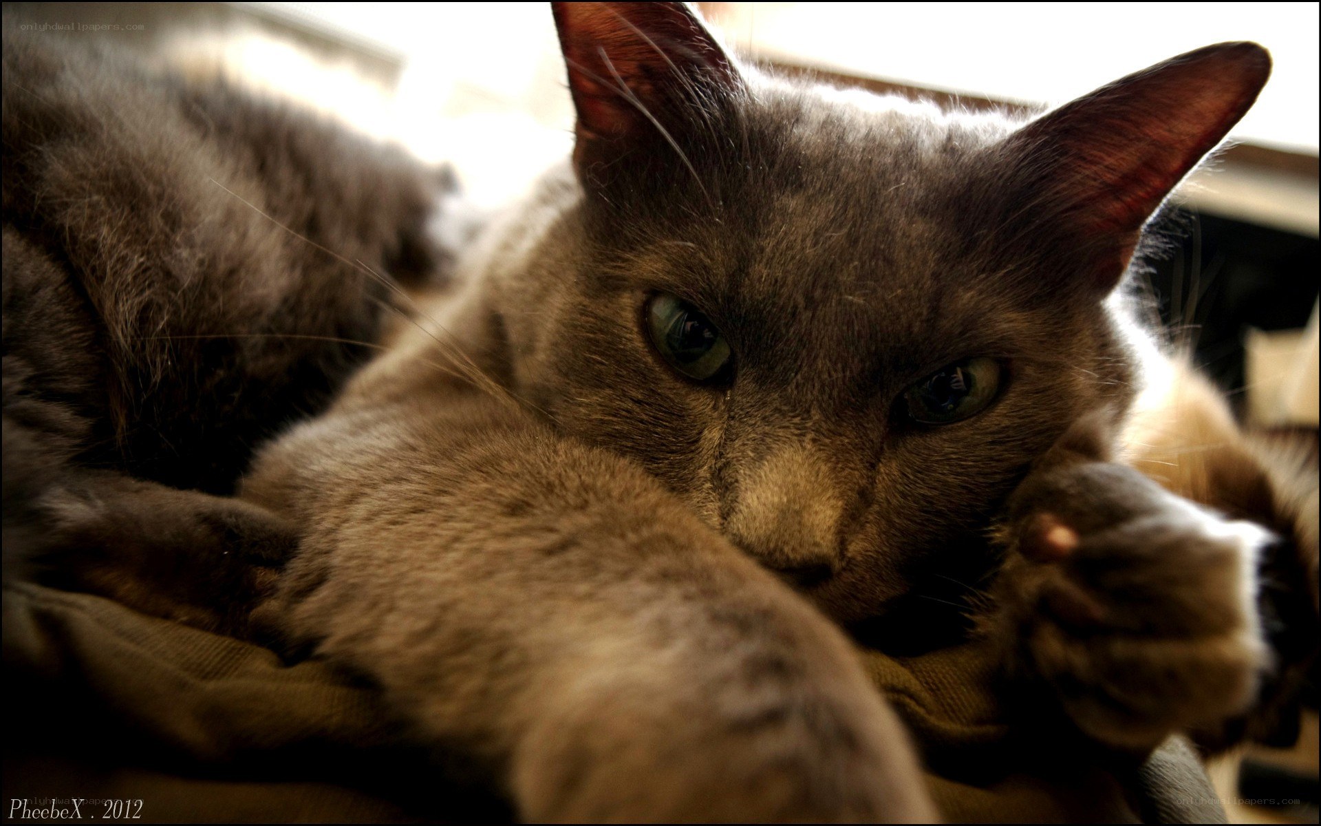 gray cat resting indoors