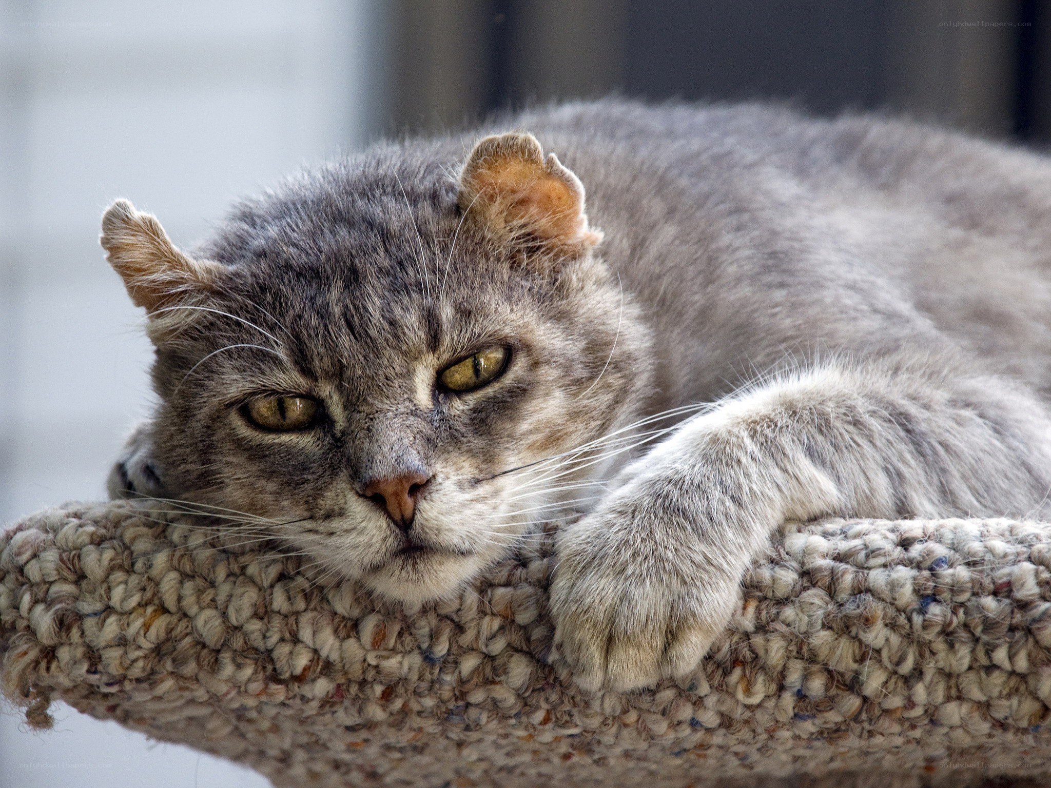 gray cat resting on a perch