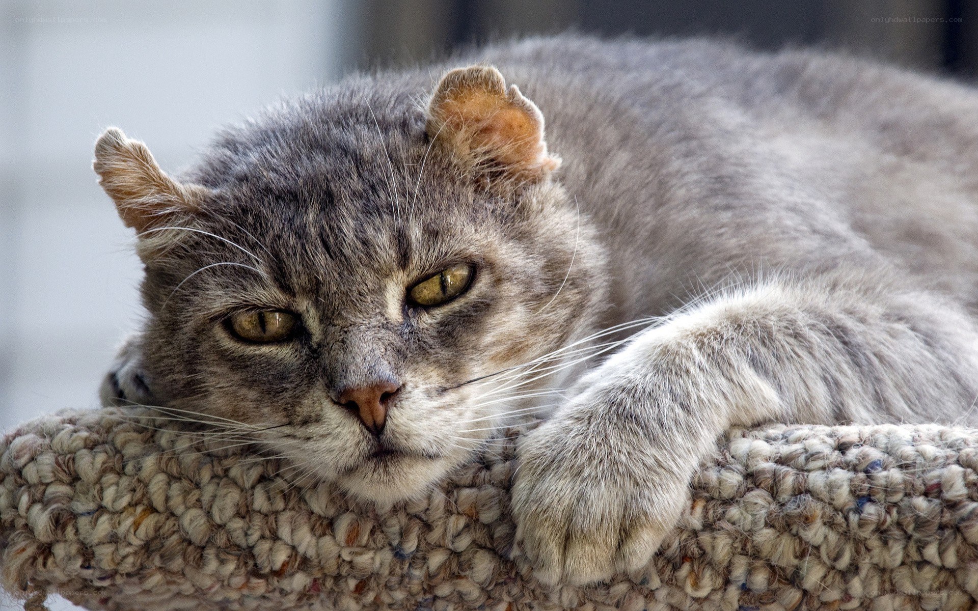gray cat resting on a perch