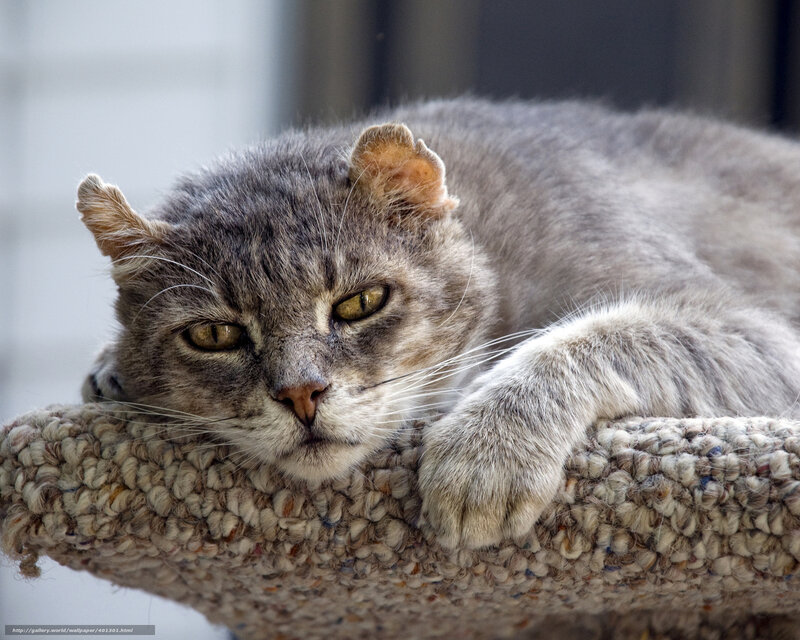 gray cat resting on a perch