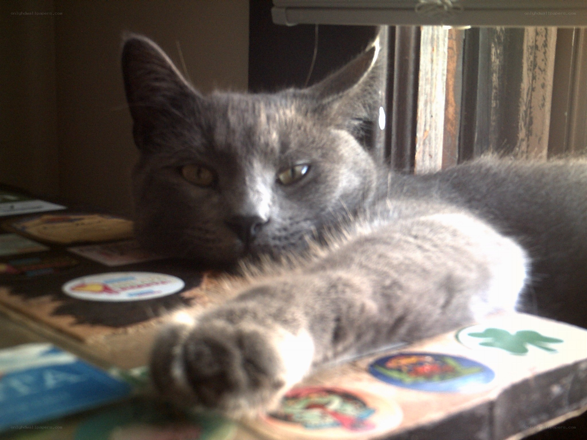 gray cat resting on a table