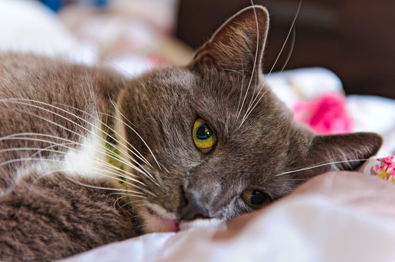 gray cat resting on bed