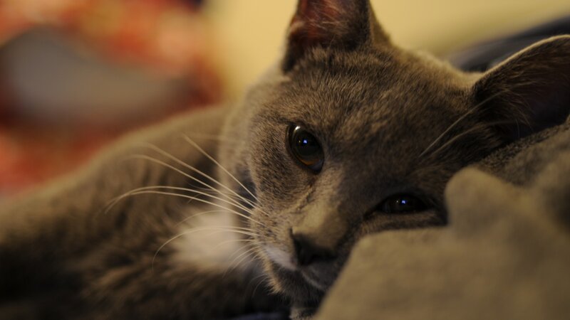 gray cat resting on blanket
