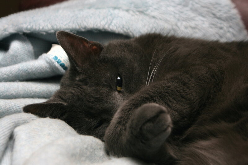 gray cat resting on blanket