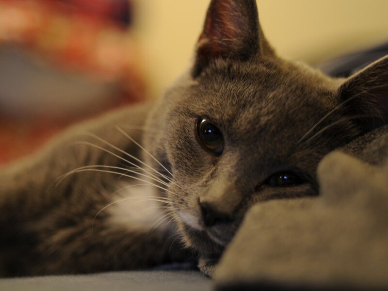 gray cat resting on blanket