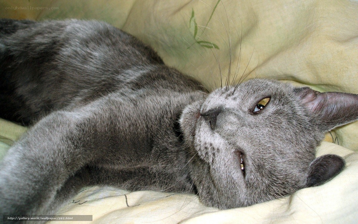 gray cat resting on blanket