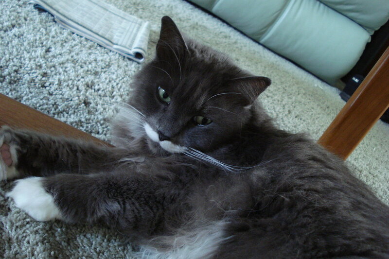 gray cat resting on carpet