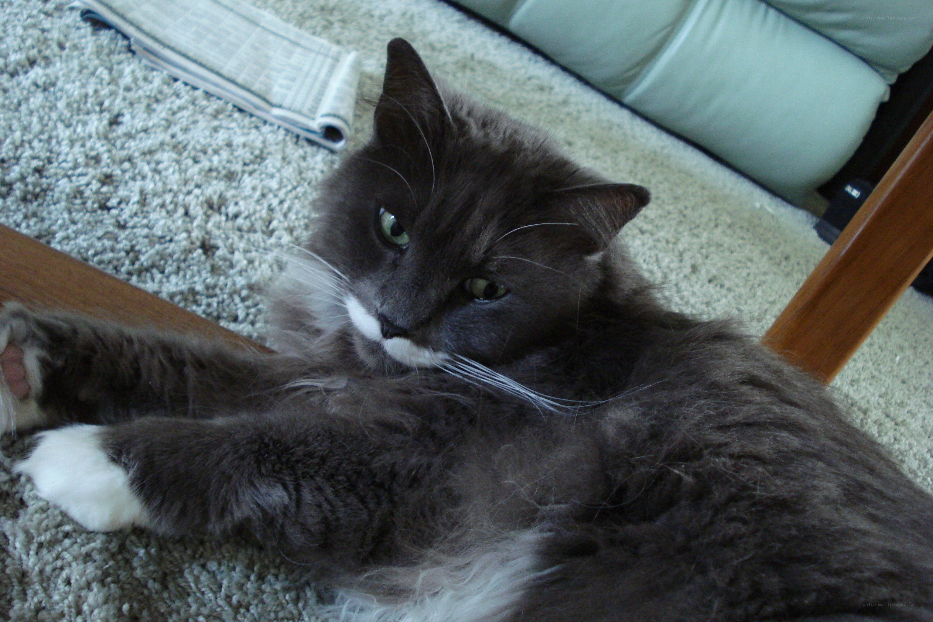 gray cat resting on carpet