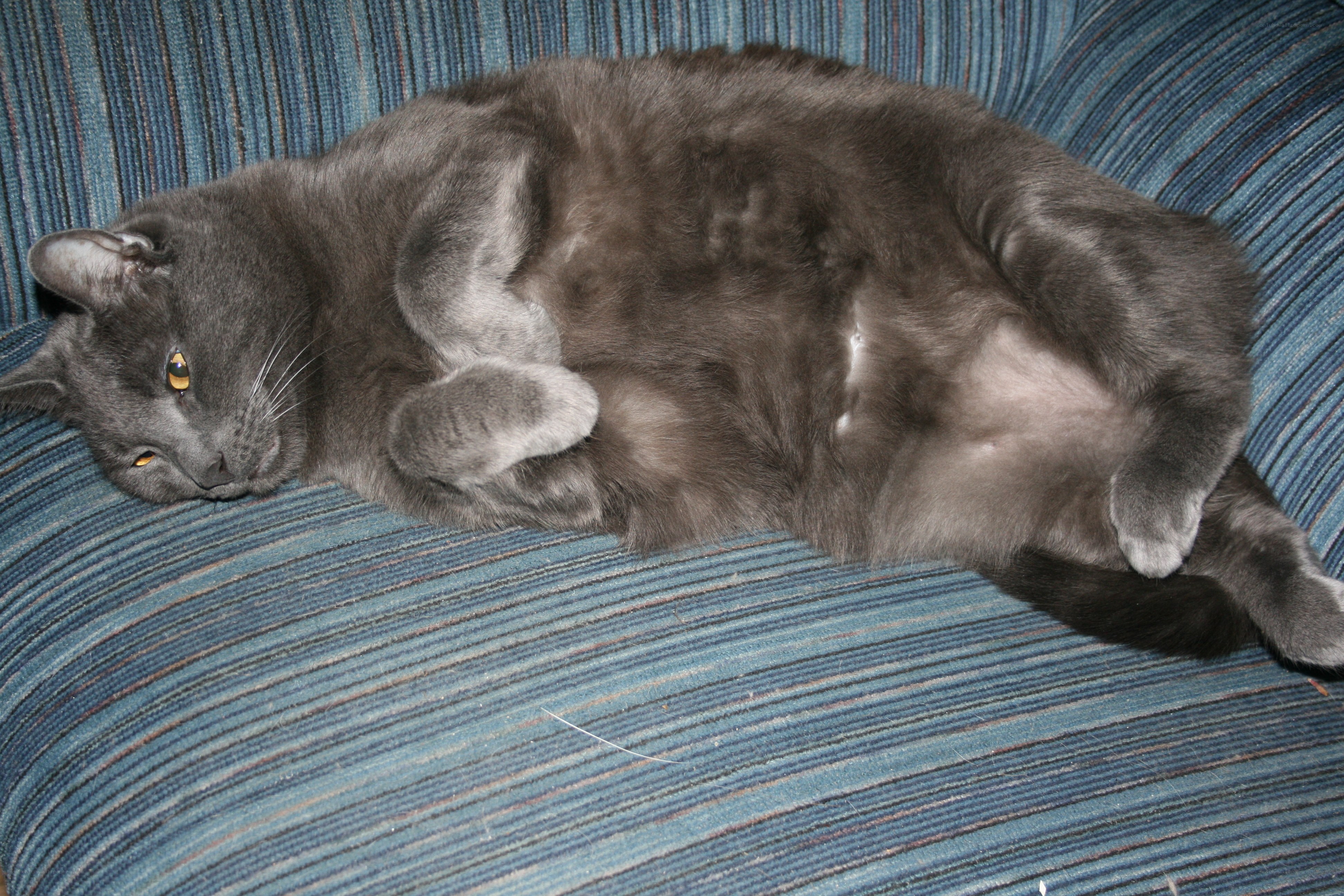 Gray cat resting on couch