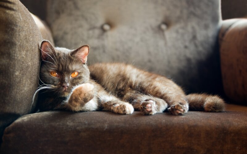 gray cat resting on couch