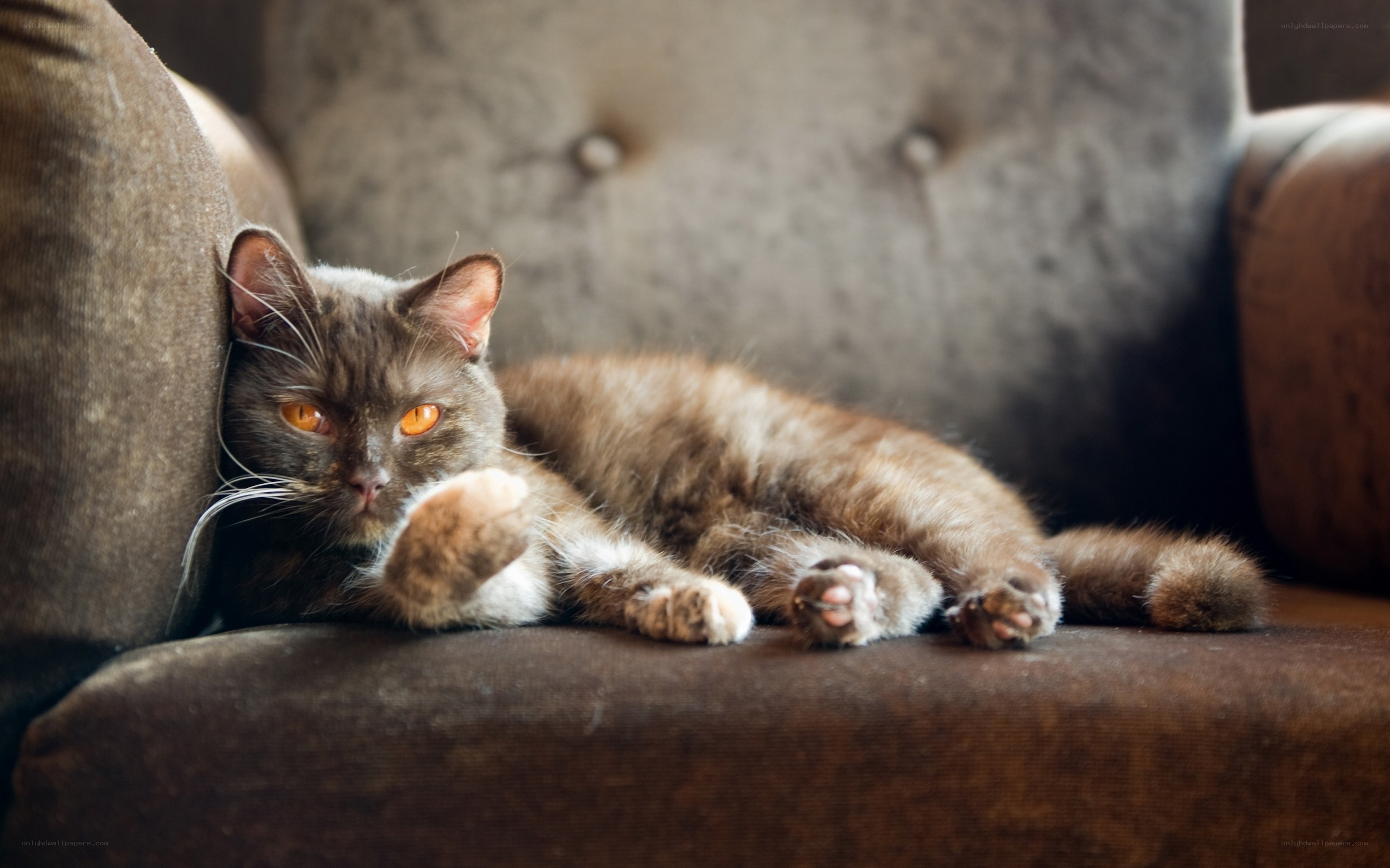 gray cat resting on couch