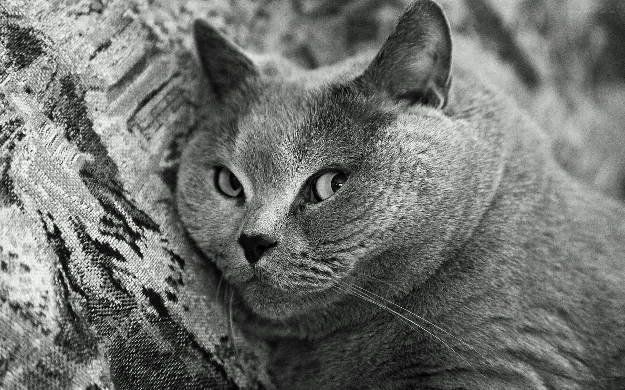 gray cat resting on fabric