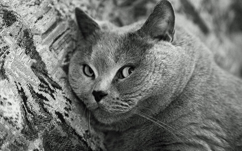gray cat resting on fabric