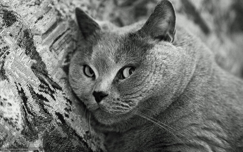 gray cat resting on fabric