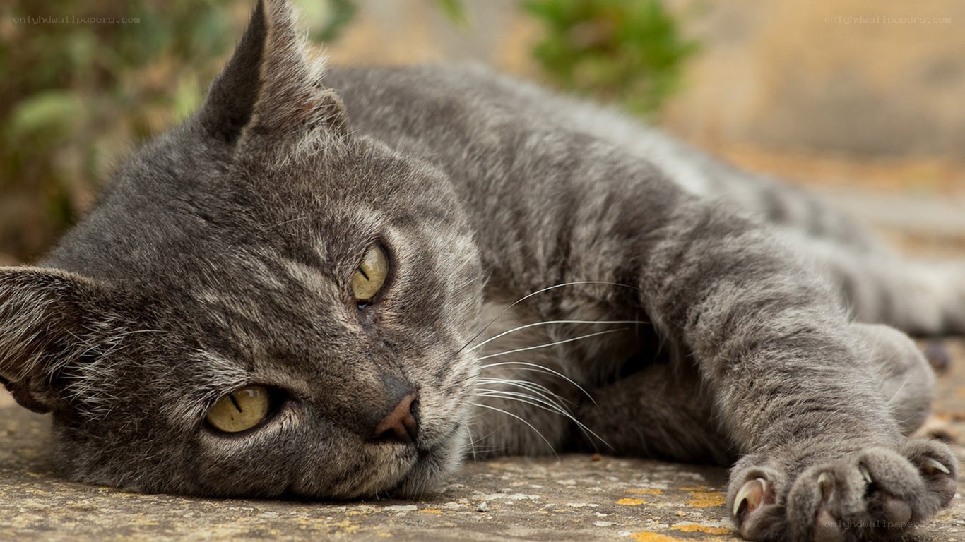gray cat resting on ground