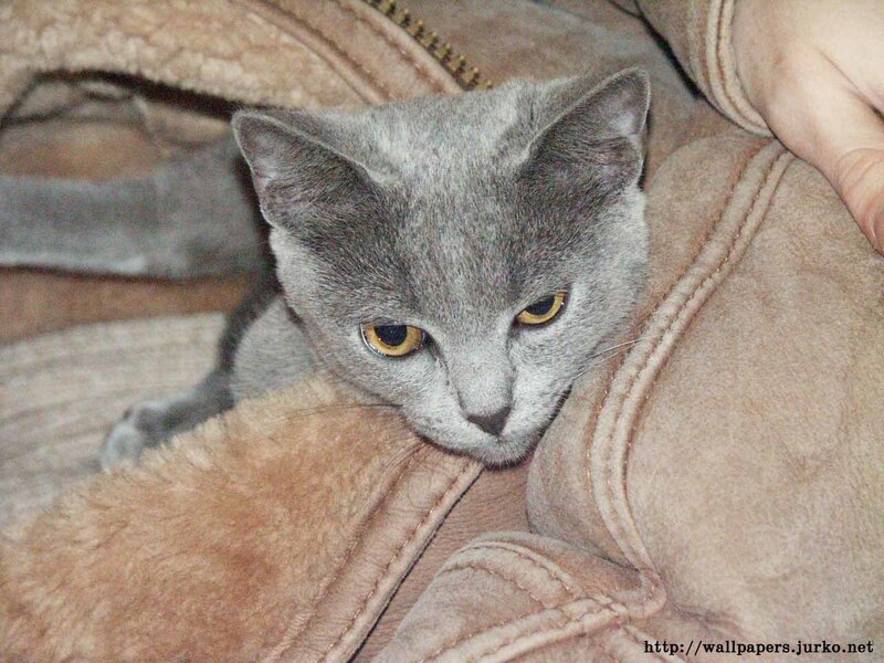 gray cat resting on jacket
