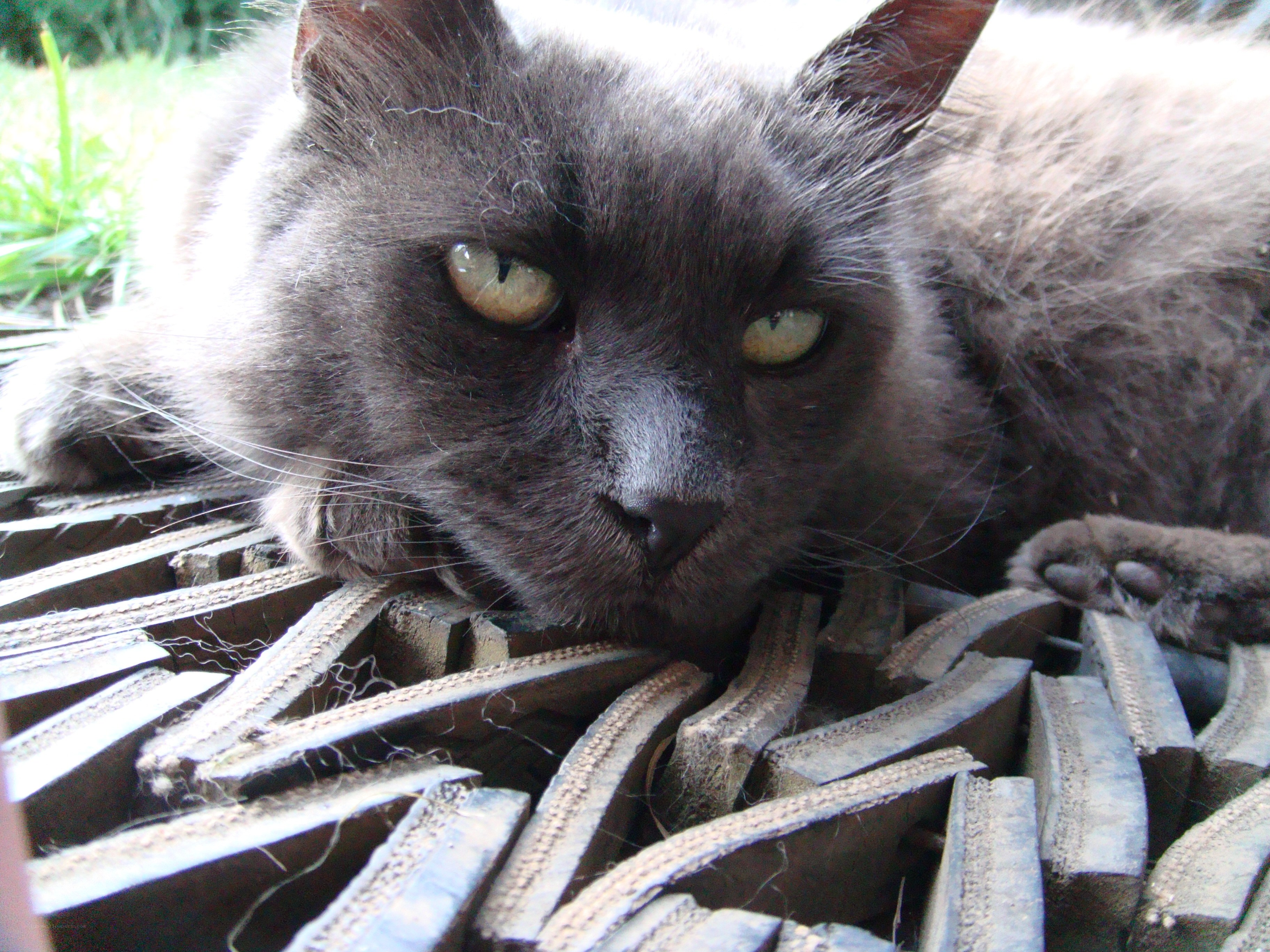 gray cat resting on mat