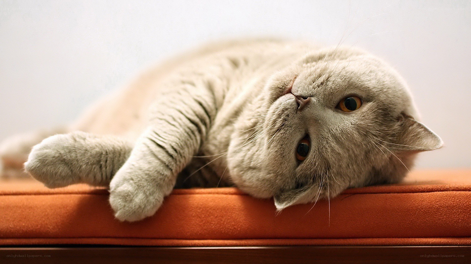 gray cat resting on orange cushion