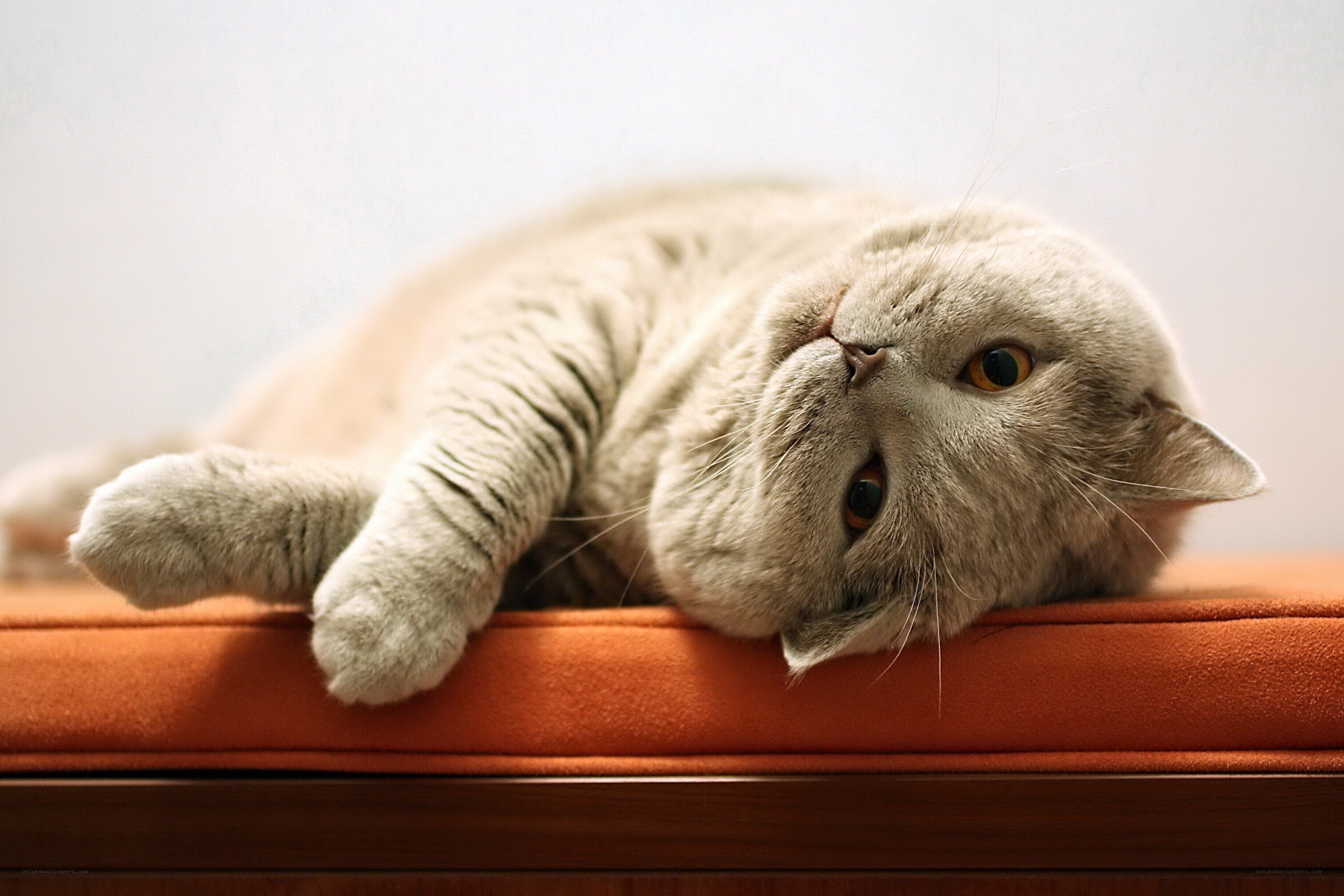 gray cat resting on orange cushion
