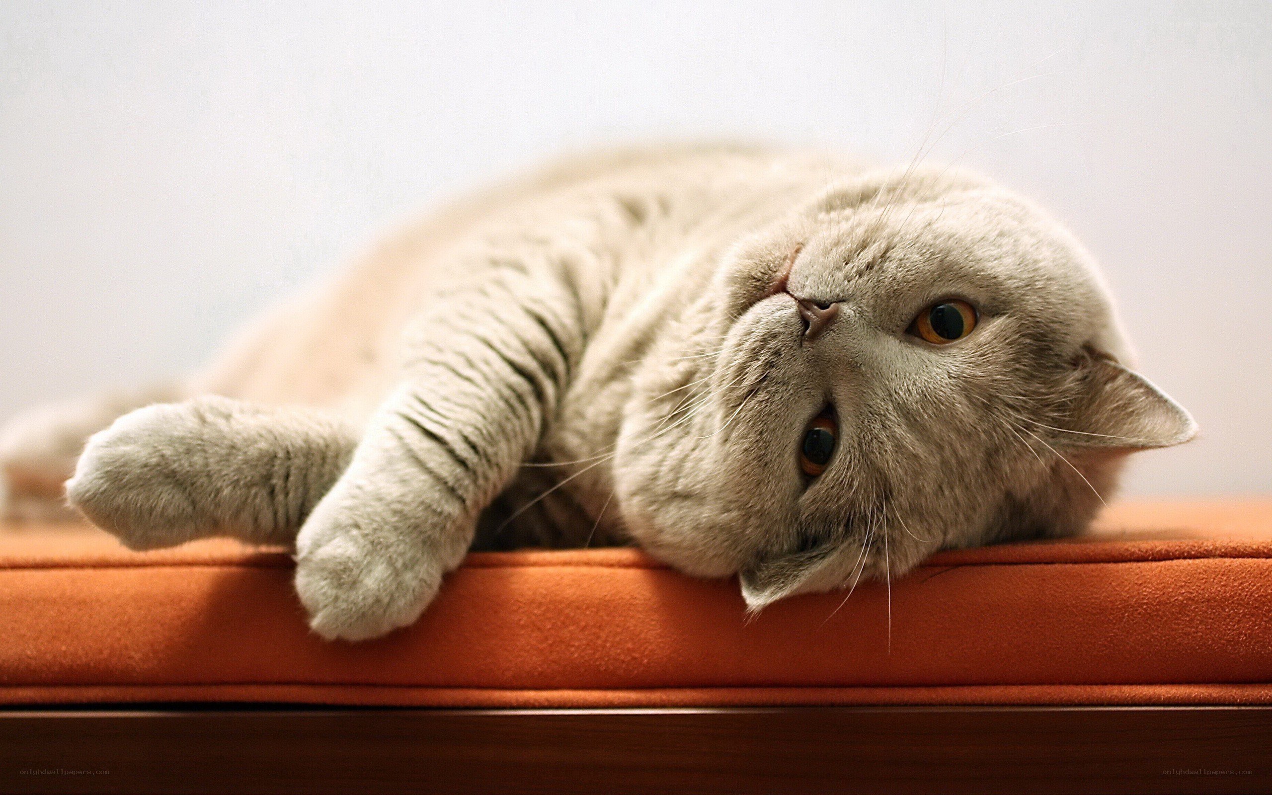 Gray cat resting on orange cushion