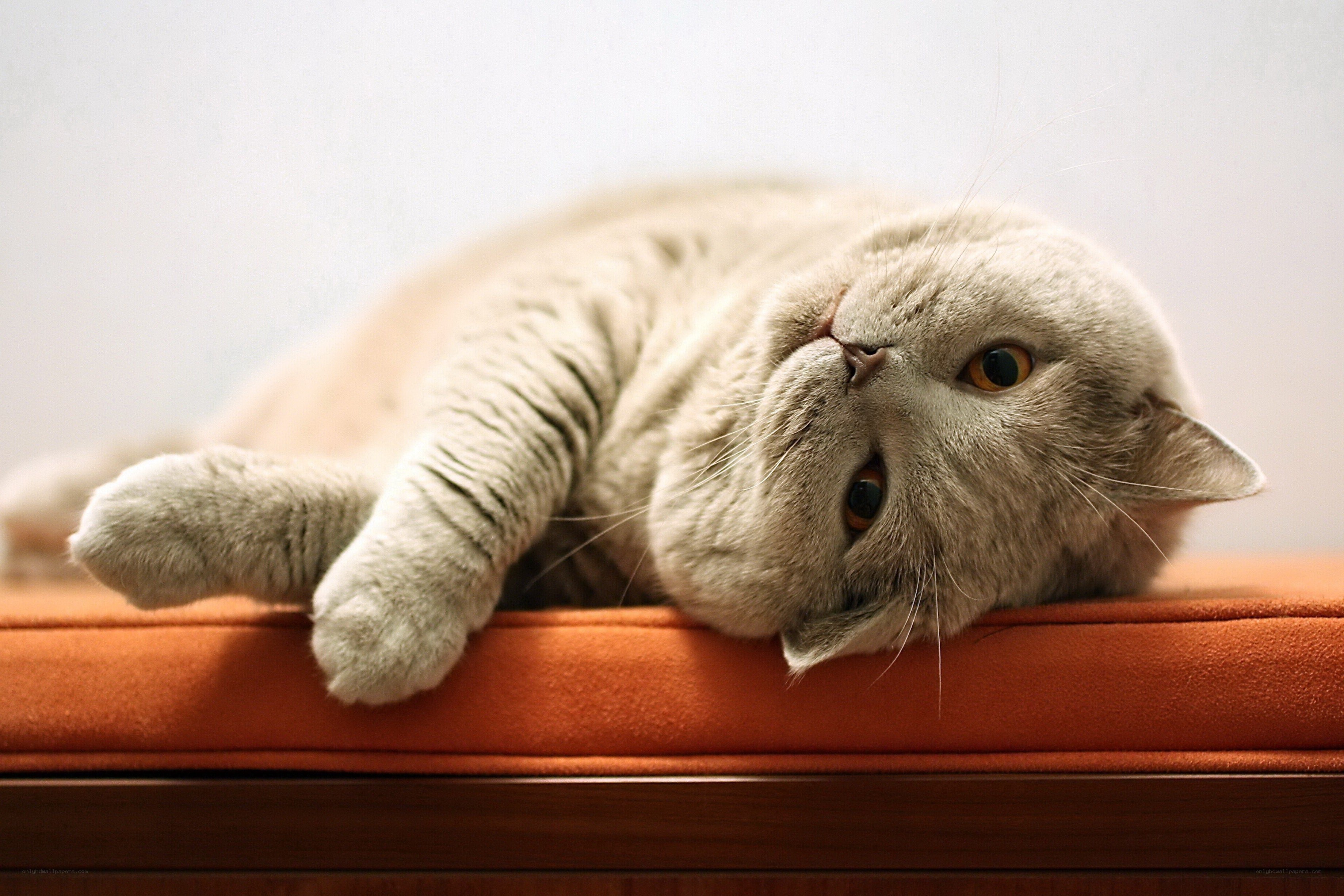 gray cat resting on orange cushion