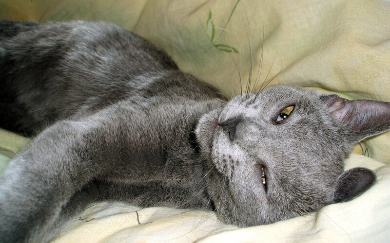 gray cat resting on pillow