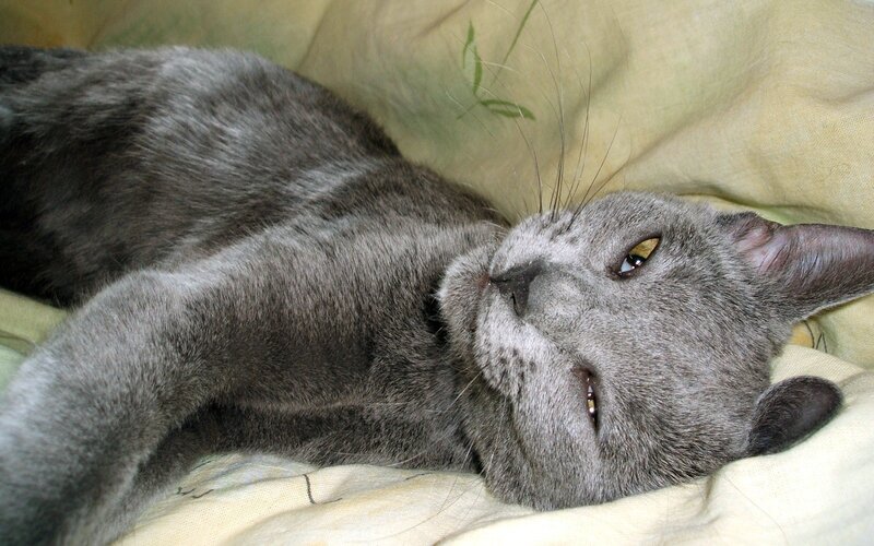 gray cat resting on pillow