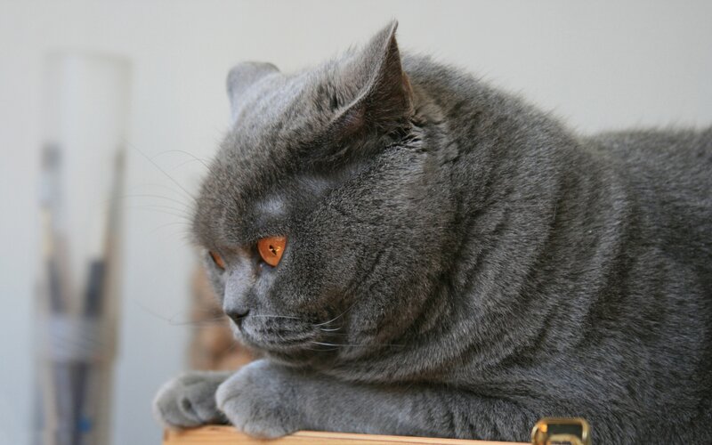 gray cat resting on surface
